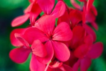 Flor de Geranio en Guatemala