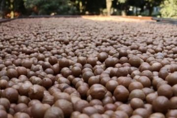 La macadamia en Guatemala