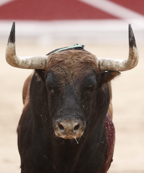 Aparatosos y descastados toros de Fuente Ymbro