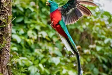 Día Nacional del Quetzal en Guatemala