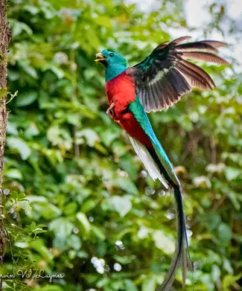 Día Nacional del Quetzal en Guatemala